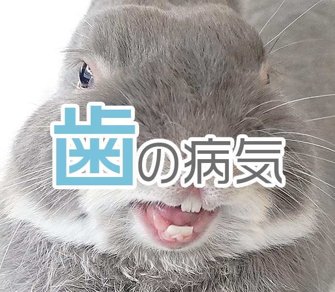 歯の病気