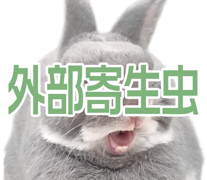 外部寄生虫