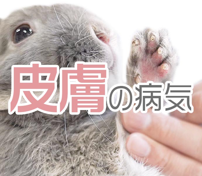皮膚の病気